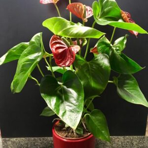 ANTHURIUM CON MACETA