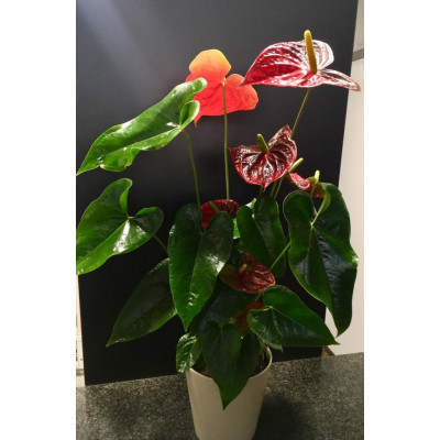 Anthurium_grande_con_maceta