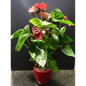 ANTHURIUM SIN MACETA