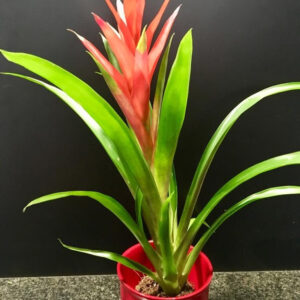GUZMANIA ROJA