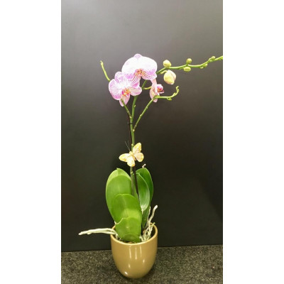 ORQUIDEA_1_VARA_ROSA_Y_BLANCA_MACETA_BEIGE