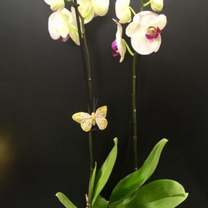 ORQUÍDEA 2 VARAS CON MACETA