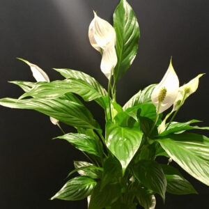 SPATHIPHYLLUM CON MACETA
