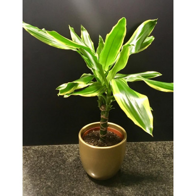 Tronco_de_Brasil_mediano_con_maceta