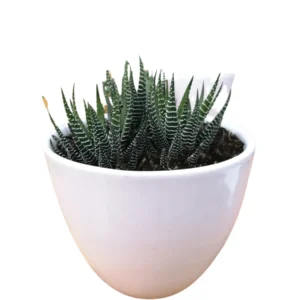 HAWORTHIA CON MACETA