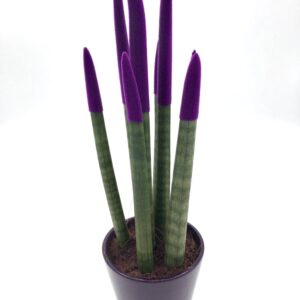 SAN SIVIERA SIN MACETA